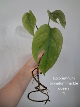 Epipremnum pinnatum marble queen