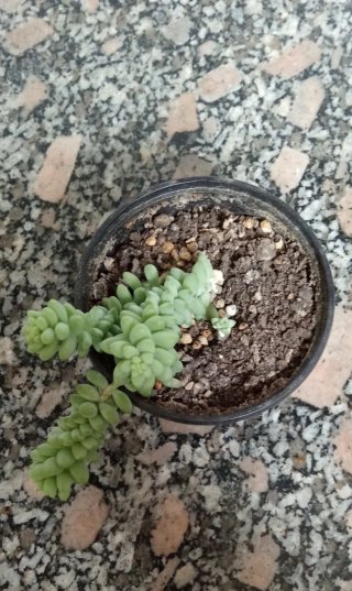 Sedum burrito planta colgante