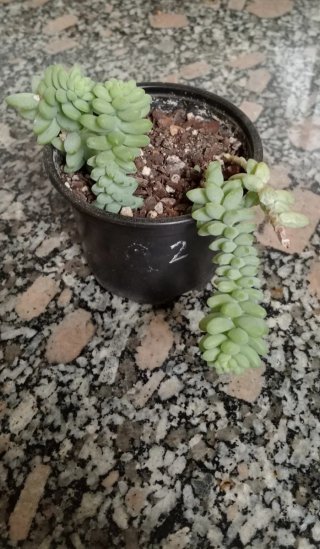 Sedum burrito planta colgante