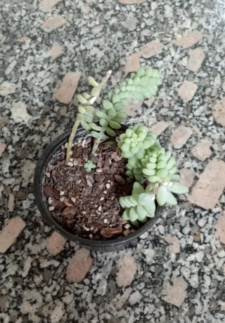 Sedum burrito planta colgante