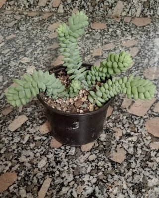 Sedum burrito planta colgante