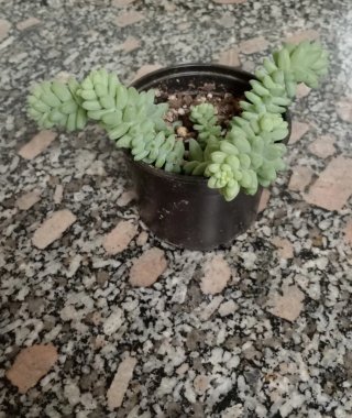 Sedum burrito planta colgante