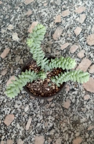 Sedum burrito planta colgante