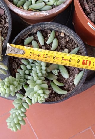 Sedum burrito planta colgante