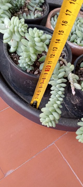 Sedum burrito planta colgante