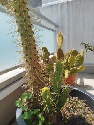 Lote 3 Cactus Grandes plantas