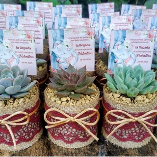 Detalles Comunión/Boda/Bautizo Suculentas