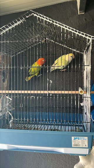 Jaula para pájaros blanca y beige