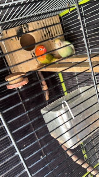 Jaula para pájaros blanca y beige