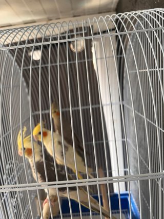 Jaula para pájaros blanca y beige