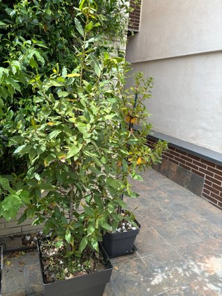 Árbol Laurel en Maceta