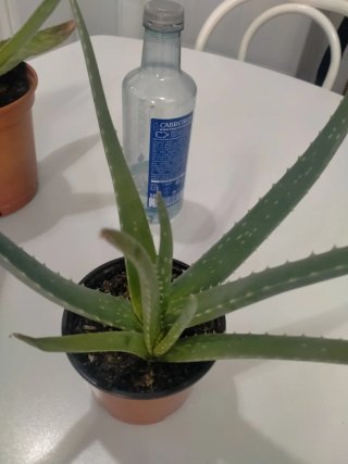 Plantas
