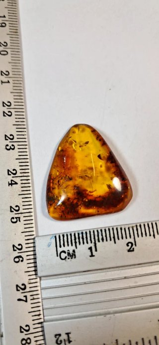 Ambra naturale Lituania inclusioni vegetali