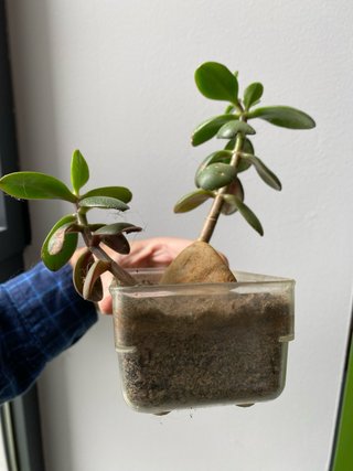 Jade Padre-Hijo stylo bonsai