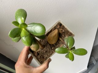 Jade Padre-Hijo stylo bonsai
