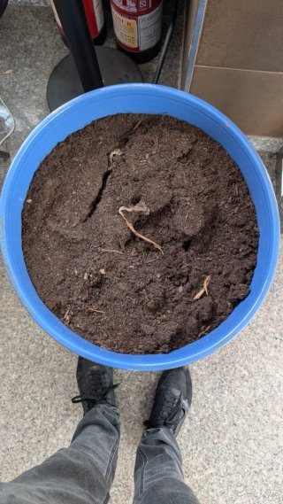 Maceta de cerámica 56cm + sustrato de calidad