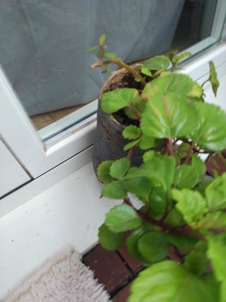 Planta de dinero