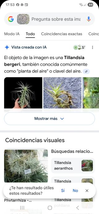 Clavel de aire Tillandsia bergeri