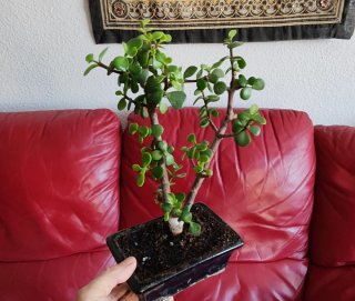 Bonsái Jade 6 años
