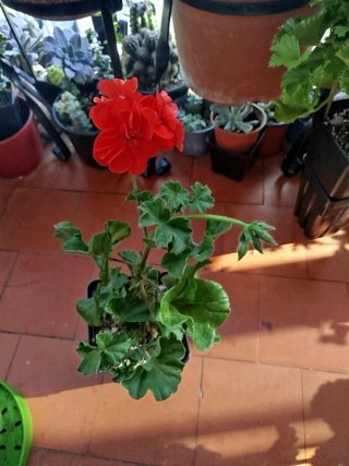Planta de Geranio Roja
