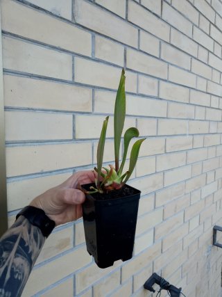 Sarracenia Flame RISERVATO