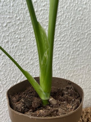 Monstera Thai Constellation Vaso N6