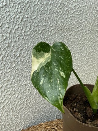 Monstera Thai Constellation Vaso N6