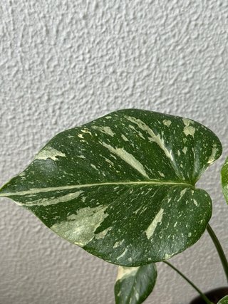 Monstera Thai Constellation Vaso N6