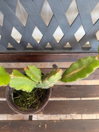 Pianta di Pitaya (Dragon Fruit) in vaso