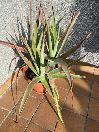 Planta Aloe Vera