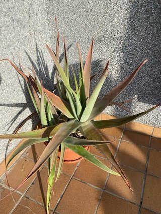 Planta Aloe Vera