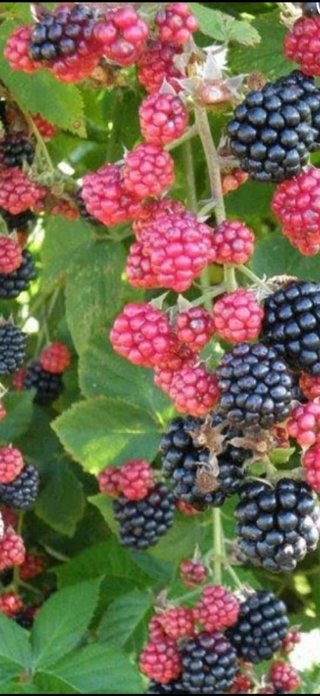 10 Plantas de moras para Marcos