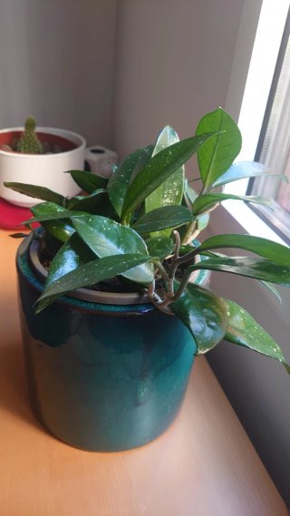 Planta Hoya carnosa. Planta grande