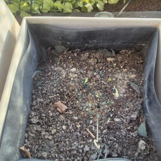 Conjunto 5 Jardineras Resina XL Blancas calidad