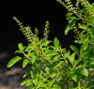 Albahaca Tulsi planta
