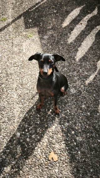 Cuidado y paseo de perros/Formación + licencia PPP