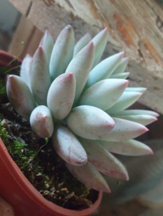 Pachyveria Angel's Finger - Vaso 10,5 cm