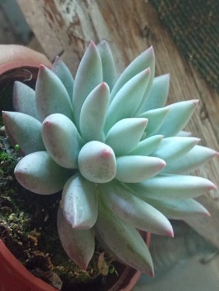 Pachyveria Angel's Finger - Vaso 10,5 cm