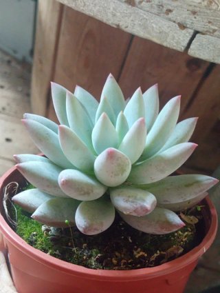 Pachyveria Angel's Finger - Vaso 10,5 cm