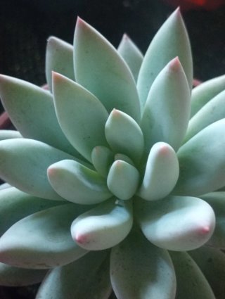 Pachyveria Angel's Finger - Vaso 10,5 cm