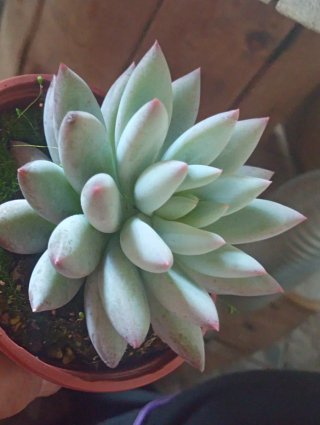 Pachyveria Angel's Finger - Vaso 10,5 cm