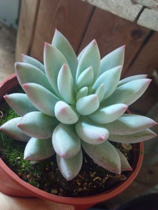 Pachyveria Angel's Finger - Vaso 10,5 cm