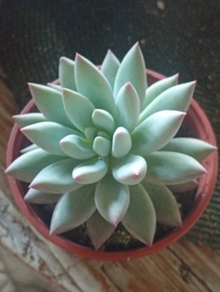 Pachyveria Angel's Finger - Vaso 10,5 cm
