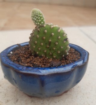 Cactus en macetas de Cerámica.  Varios.
