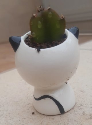 Cactus en macetas de Cerámica.  Varios.