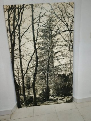 Panel Decorativo Bosque Invierno