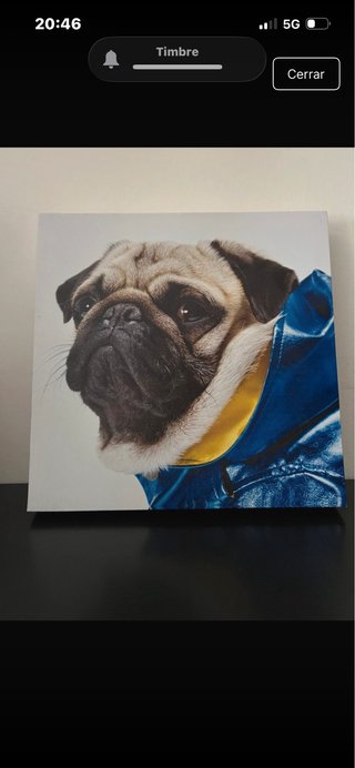 Cuadro Pug con Chaqueta Azul