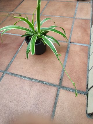 Planta Cinta / Malamadre