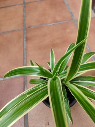 Planta Cinta / Malamadre
