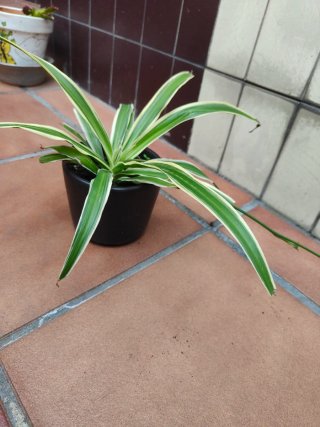 Planta Cinta / Malamadre